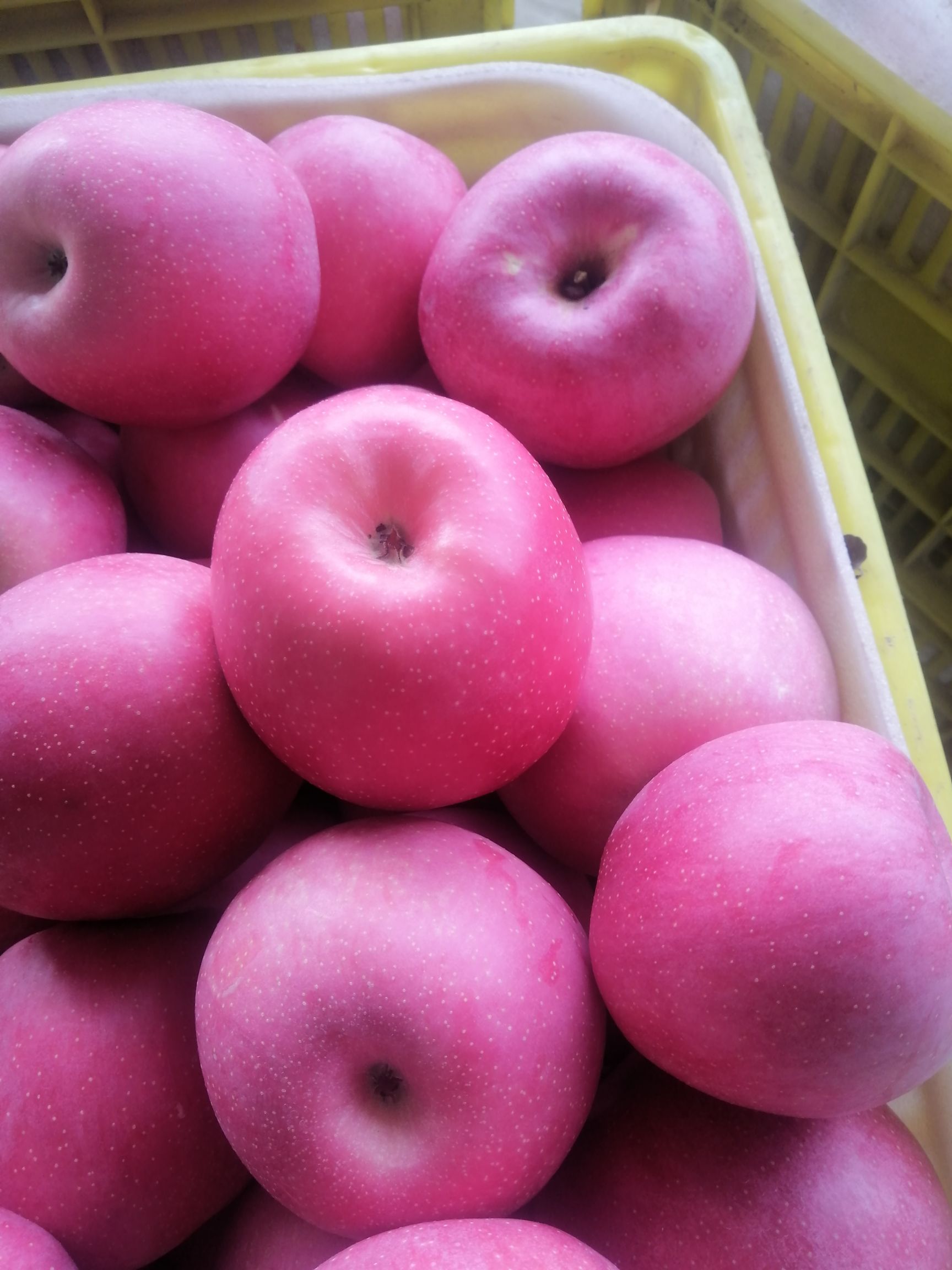 秦冠苹果，颜色鲜艳，口感脆甜，