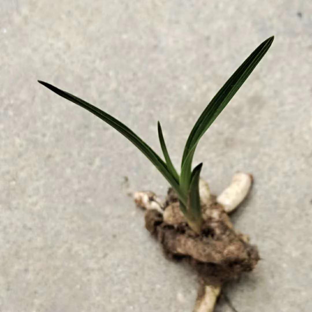 兰花 春兰惠兰，喜欢的联系