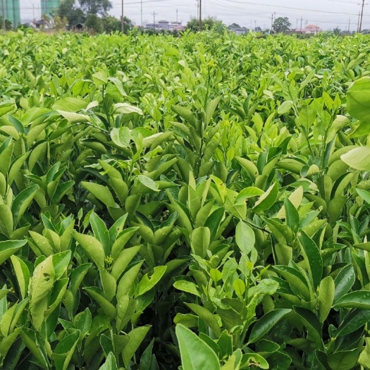 芷江县冰糖橙树苗  锦蜜冰糖橙苗锦红冰糖橙苗，新品冰糖橙苗。