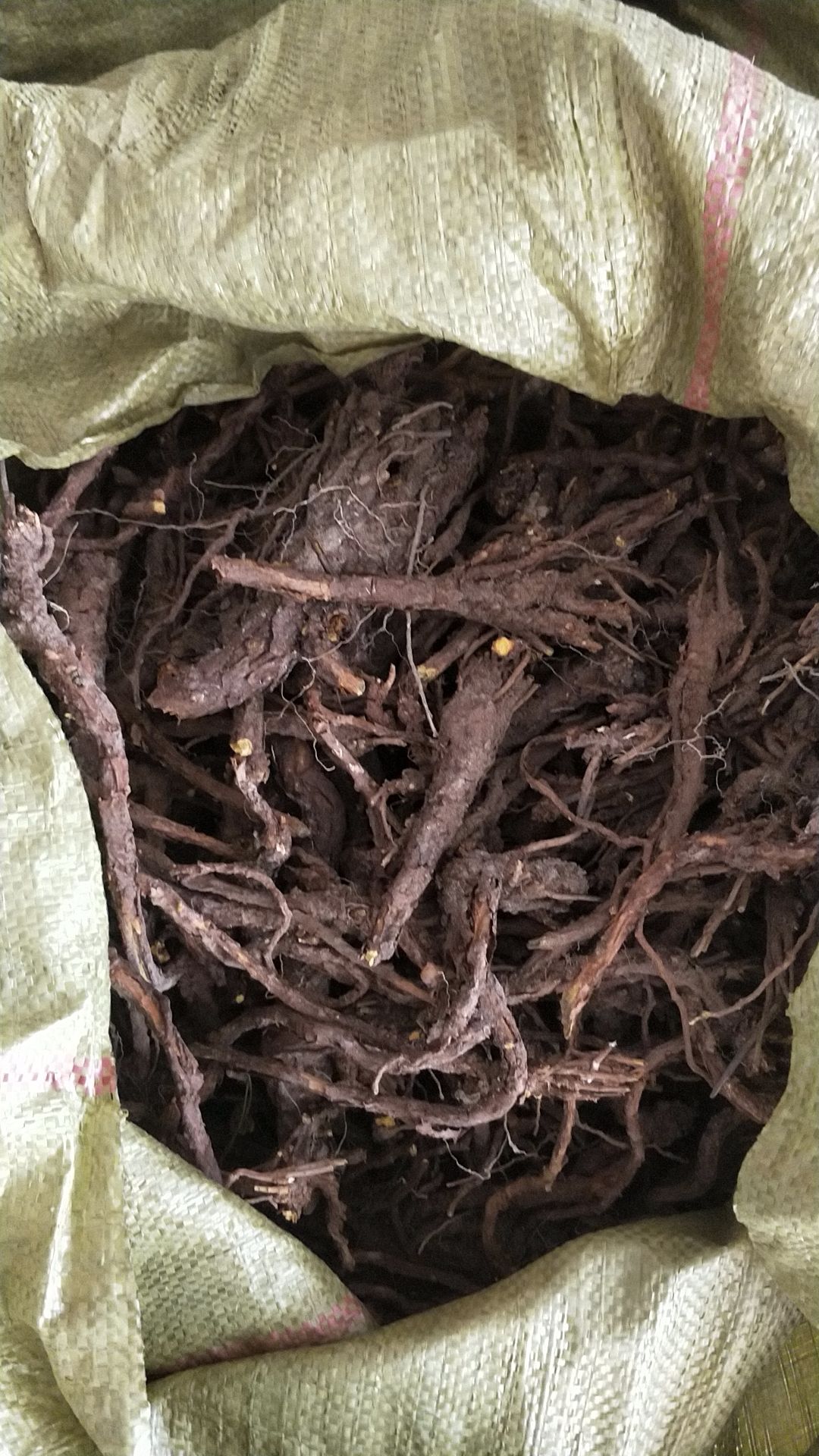 精品内蒙古高含量优质天然黄芩
