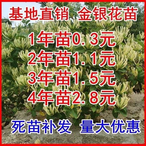 北花一号金银花苗 金银花苗北花一号，四季金银花，懒汉金银花金银花树苗，基地批发