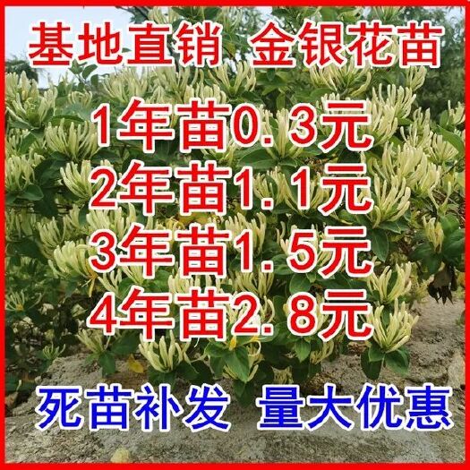 平邑县北花一号金银花苗 金银花苗北花一号，四季金银花，懒汉金银花金银花树苗，基地批发