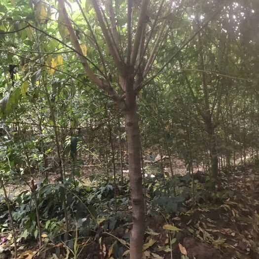 都江堰市红叶碧桃 碧桃