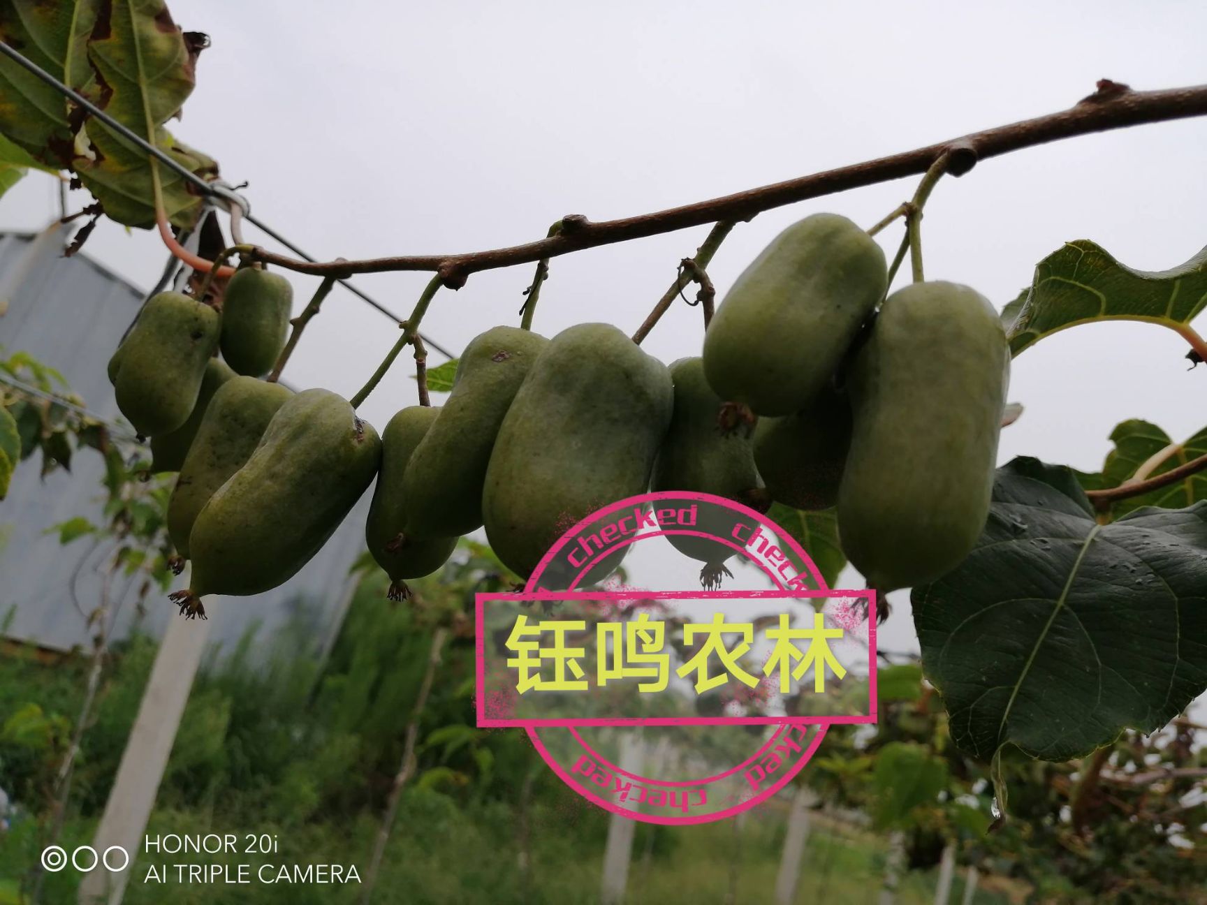泰安软枣猕猴桃苗  龙成二号2-3年苗，口感好、包真品、产量高！
