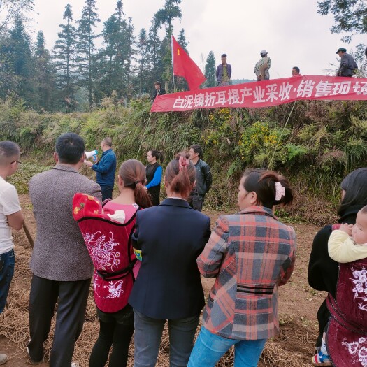 织金县鱼腥草 贵州省织金县生态折耳根