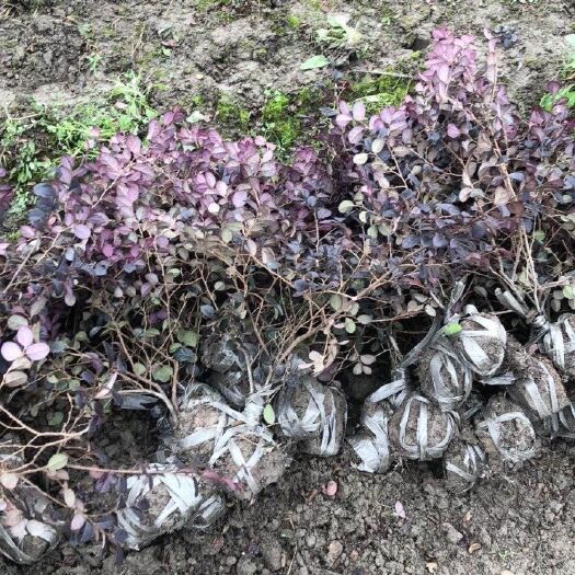 杭州黑珍珠红继木 红花继木小毛球