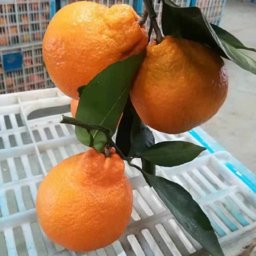 当阳市不知火，丑八怪，丑橘，产地直销，无中间商。