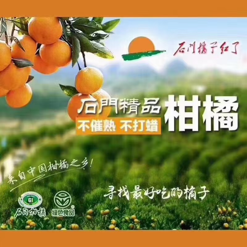 石门蜜橘