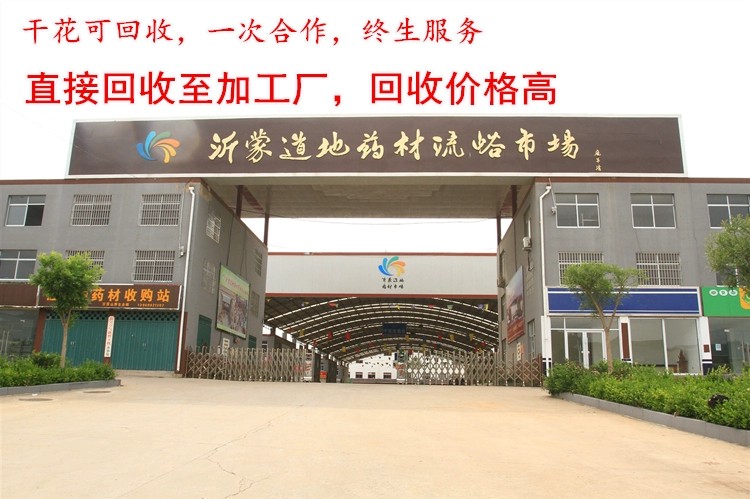 北花一号金银花苗 金银花苗北花一号，四季金银花，懒汉金银花金银花树苗，基地批发