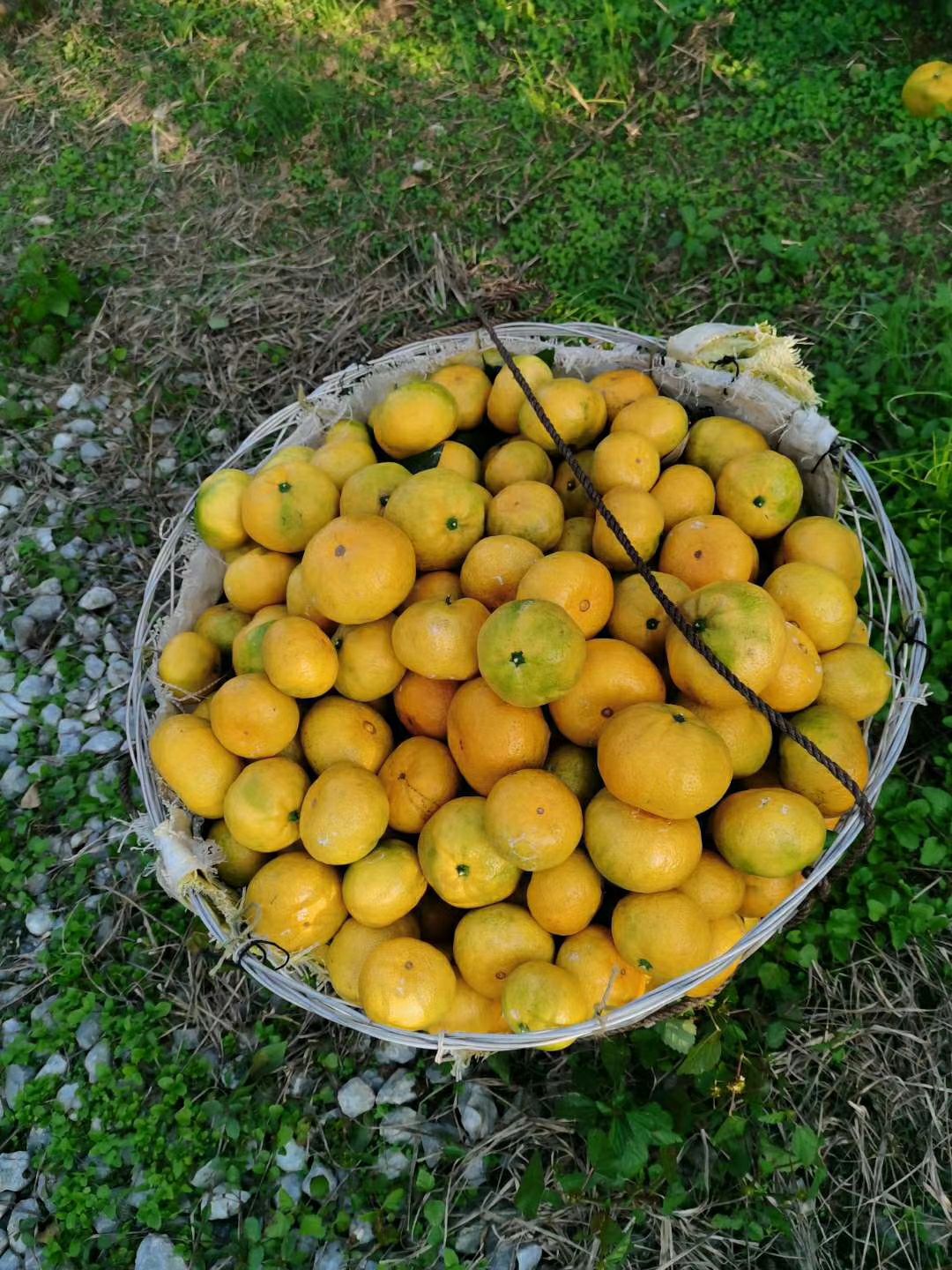 新余蜜桔  新余蜜橘