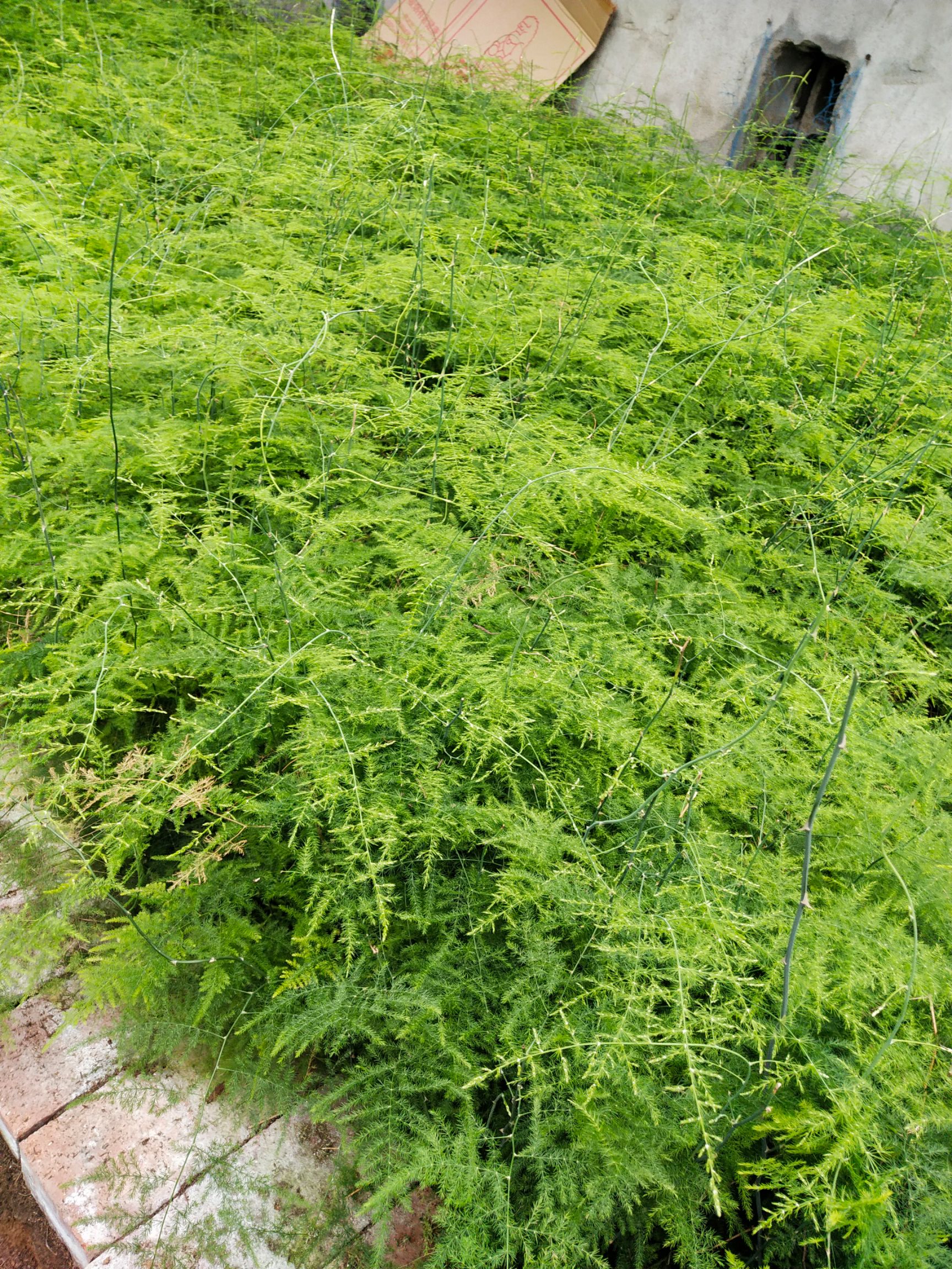 蟹爪兰荷兰红千手观音基地直销跑江湖热卖！现挖发货