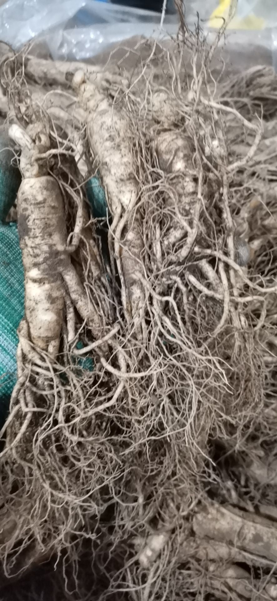 长白山6年以上鲜参