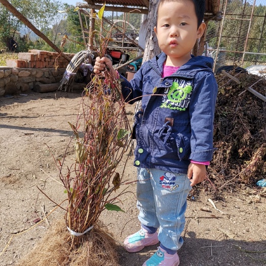 新宾县出售一年五味子苗。 苗壮 根系好 高产 果大