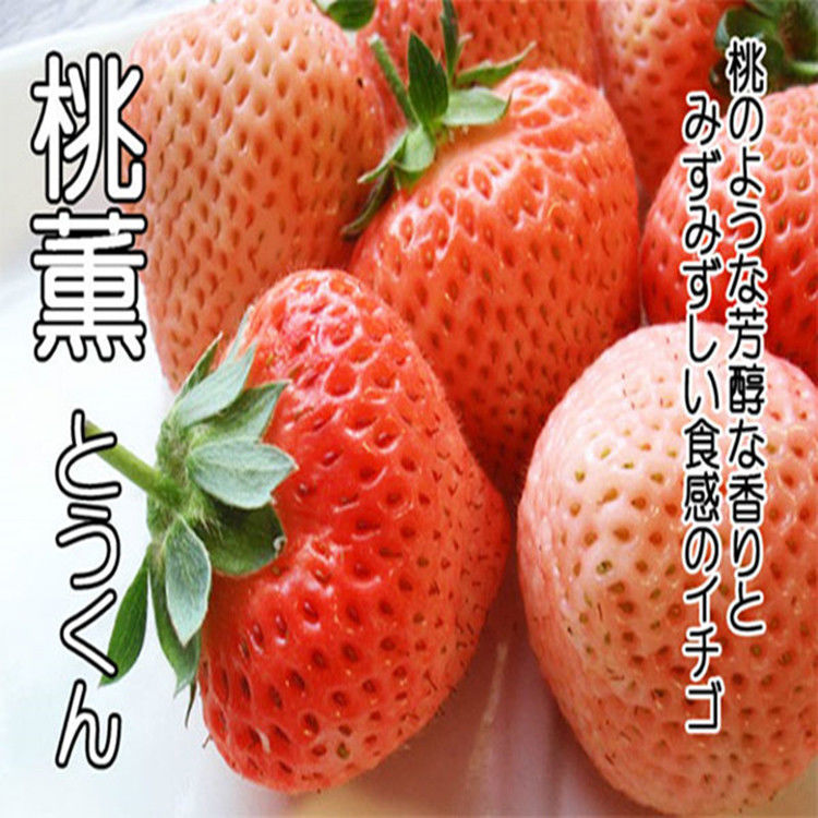 桃薰草莓苗  桃熏草莓苗，脱毒生产苗，精选一级苗，保品质，保质量