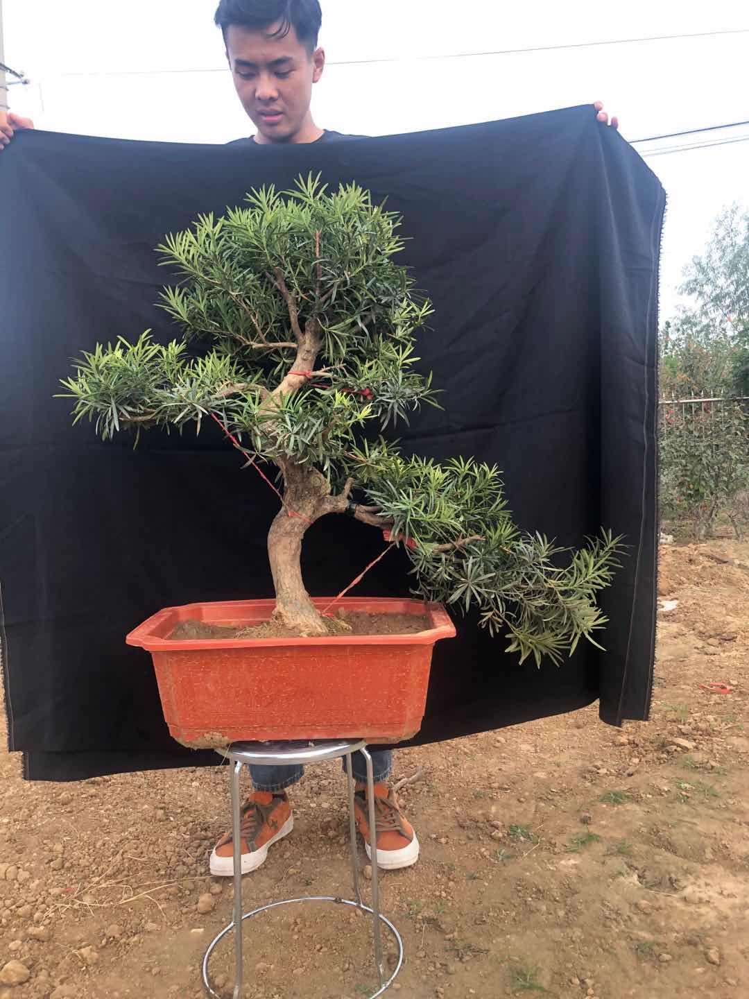 短叶罗汉松 小叶罗汉松，长青植物，好栽易养