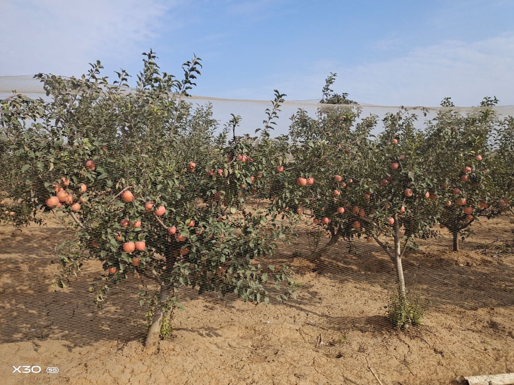红富士苹果 自己种的苹果，