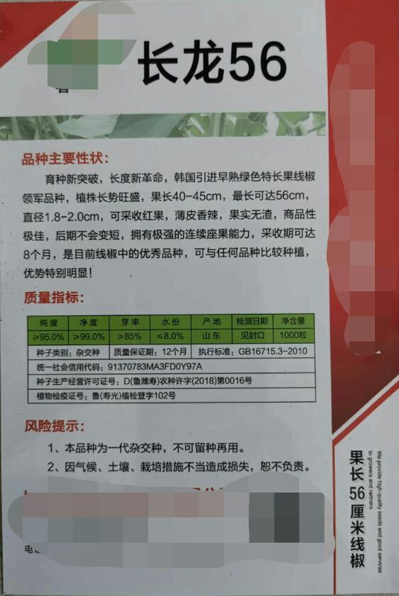 线椒种子 长龙56