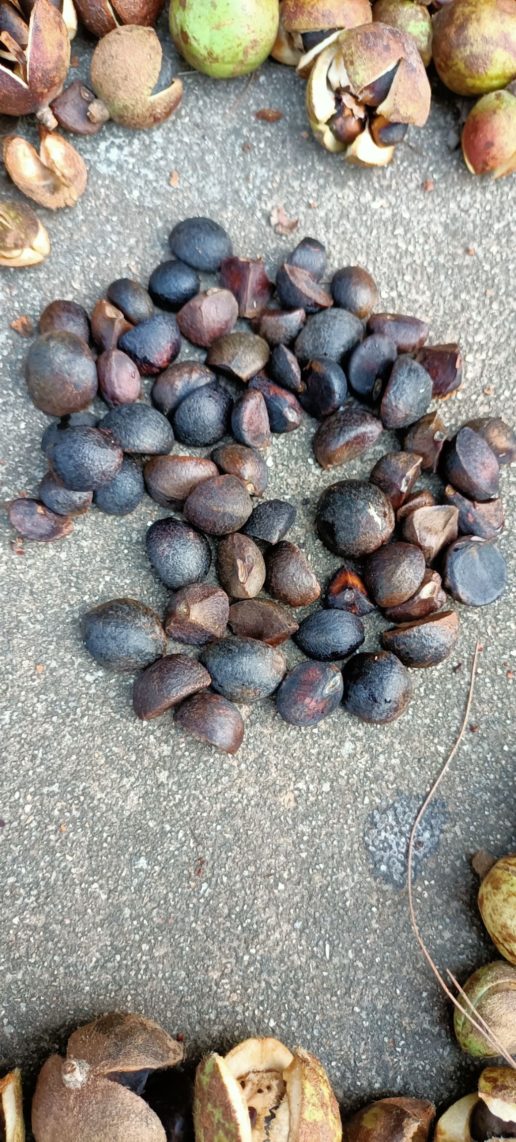 茶籽  籽好出油率高