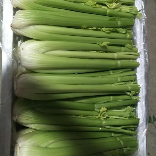 固原西芹 精品芹菜火热销售中