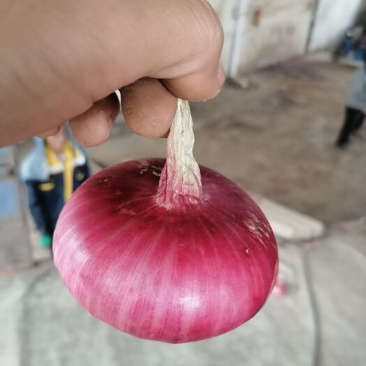 金乡县红皮洋葱  山东常年供应！一手货源，量大从优！