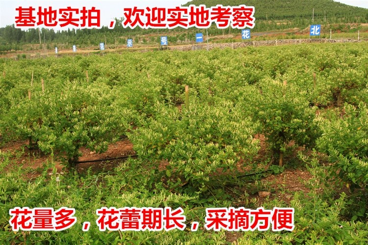 北花一号金银花苗 金银花苗北花一号，四季金银花，懒汉金银花金银花树苗，基地批发