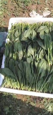 大叶菠菜  大量优质惠民菠菜，做工精细