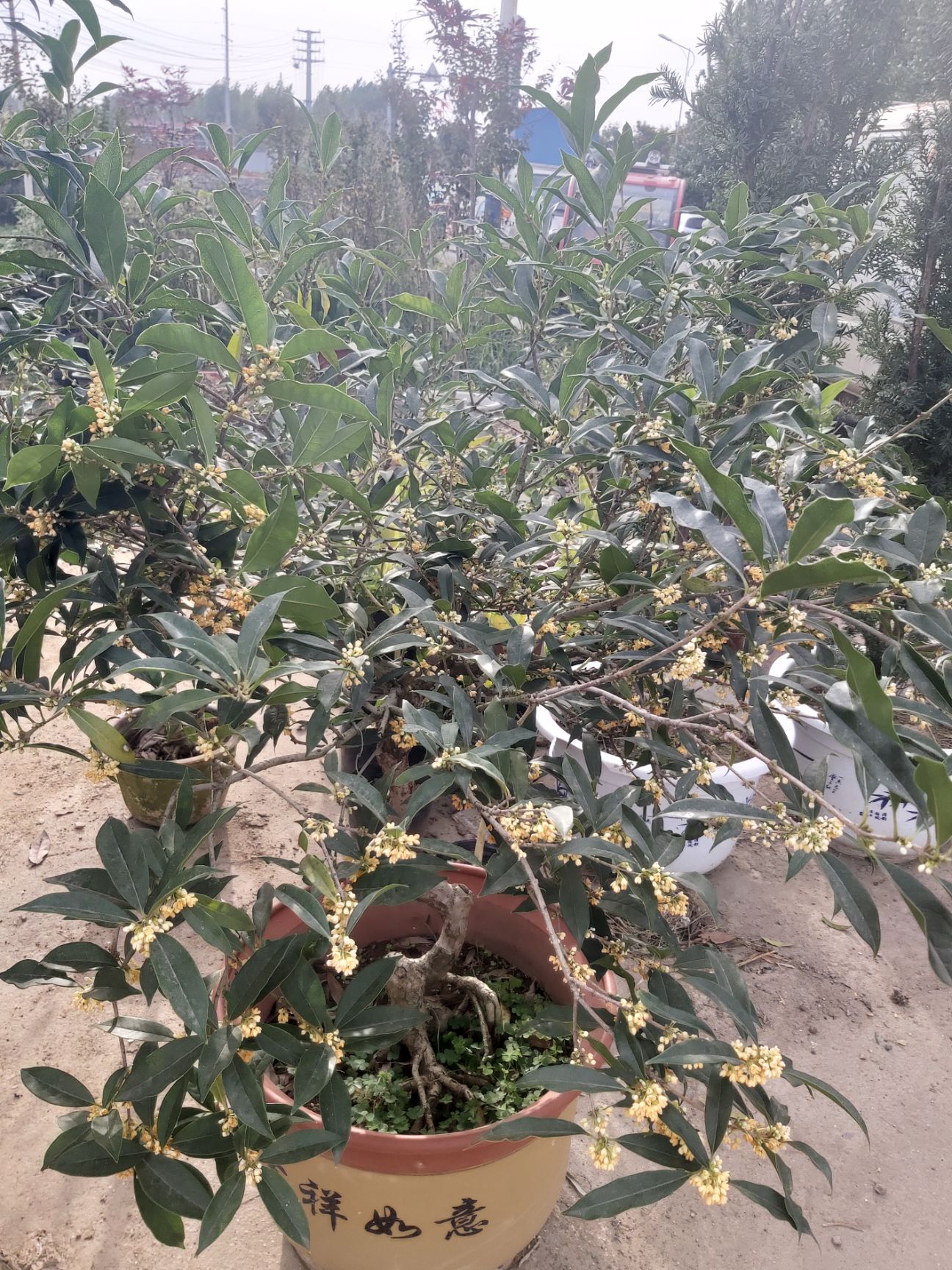 桂花树  浓香型桂花树 金桂 四季桂 朱砂桂 基地好货