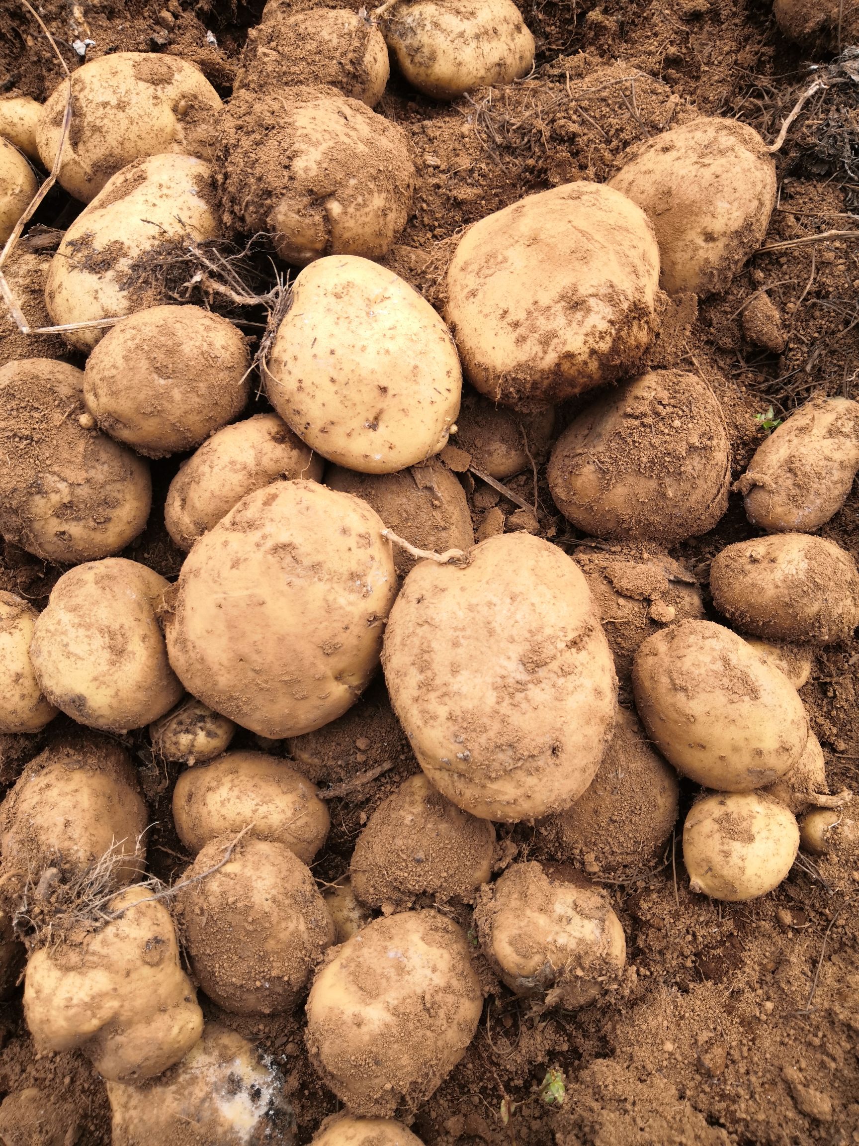 丽薯6号种薯丽江太安供货三两以上