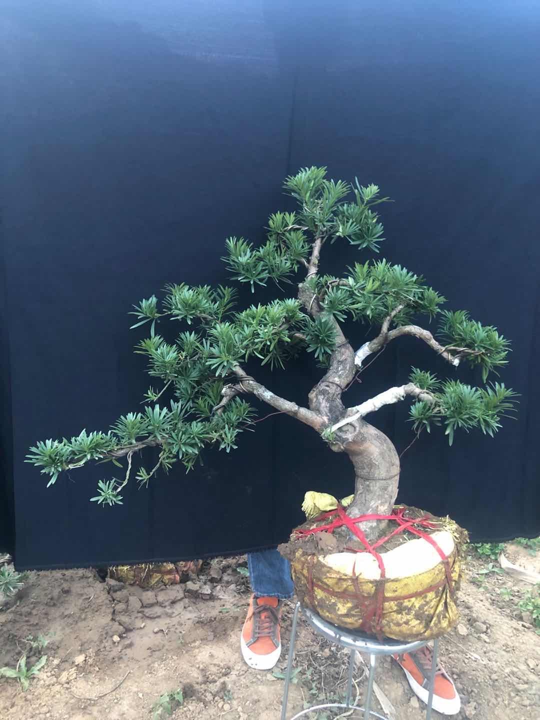 短叶罗汉松 小叶罗汉松，长青植物，好栽易养