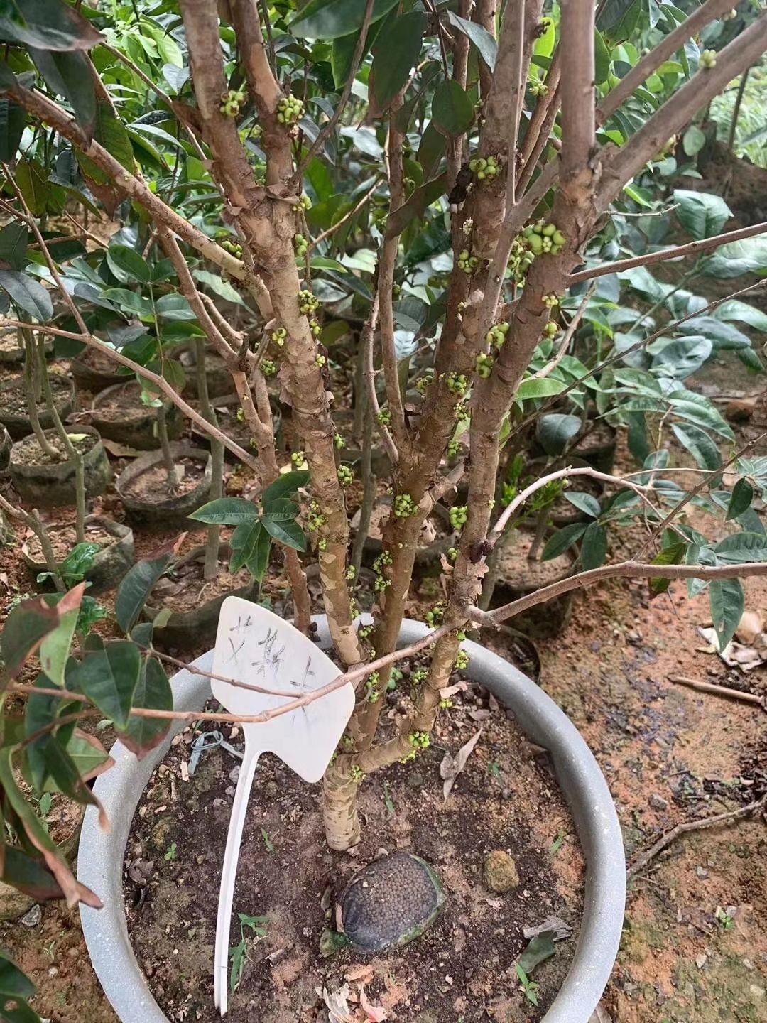 嘉宝果树苗树葡萄苗正宗早生四季嘉宝果苗 可带果发货