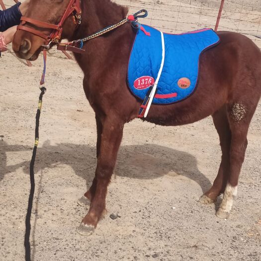 阿拉善右旗汗血马 巴基斯坦汗血宝种公马与新疆伊犁母马杂交品种，一岁公马驹。