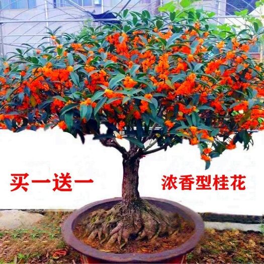 平邑县桂花树苗  老桩桂花品种齐全