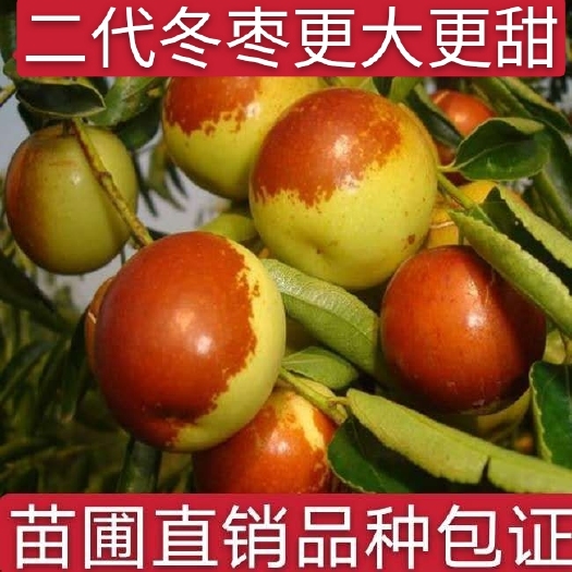平邑县直销冬枣苗沾化二代冬枣树苗高产短枝冬枣苗现挖现卖品种包证