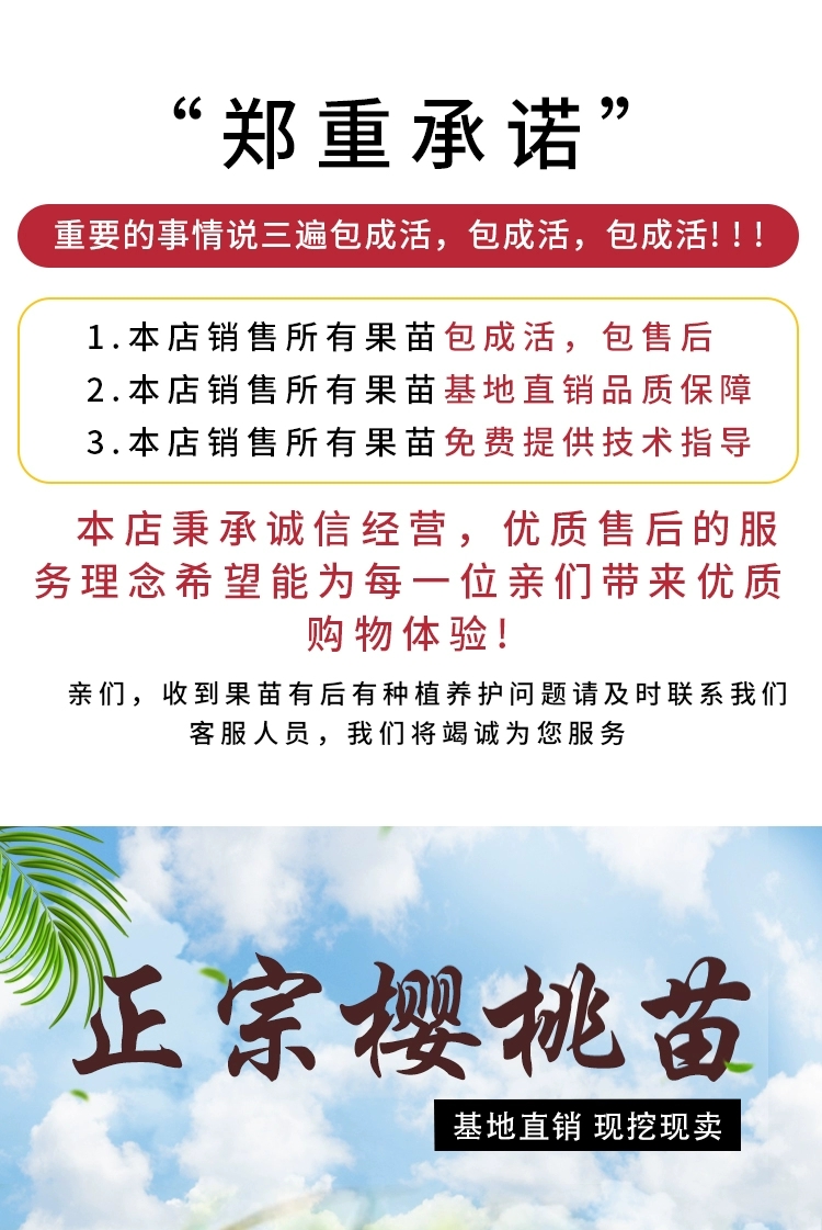 甜樱桃苗  车厘子大樱桃嫁接四季水果树苗当年结果盆地栽南北方种植阳台特大