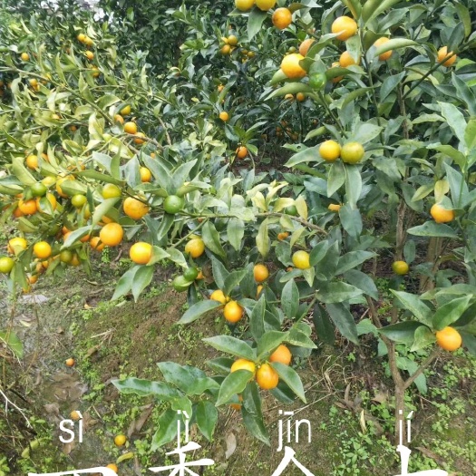 明日见柑橘苗 