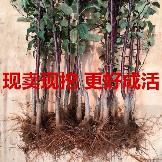 平邑县嫁接苹果树苗红富士冰糖心苹果苗盆栽矮化地栽苗南北方当年结果