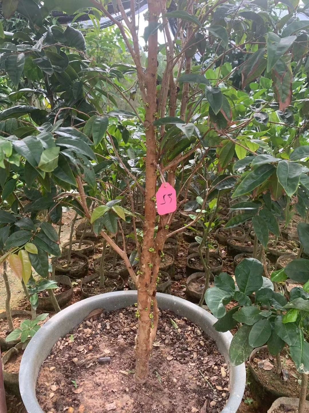 嘉宝果树苗树葡萄苗正宗早生四季嘉宝果苗 可带果发货