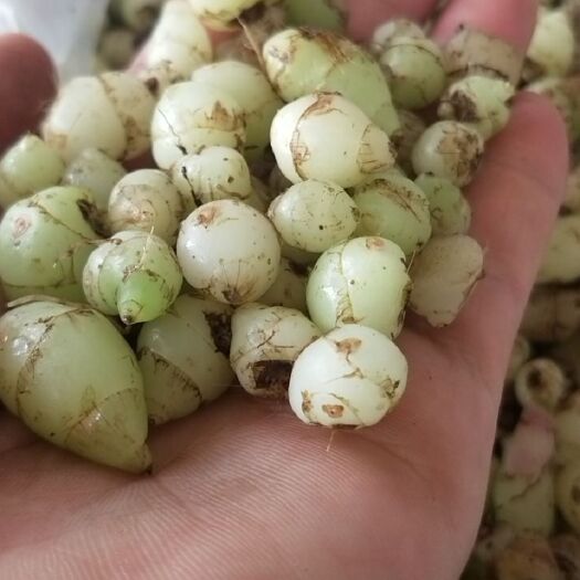 漾濞县白及  云南高山小白芨圆白芨