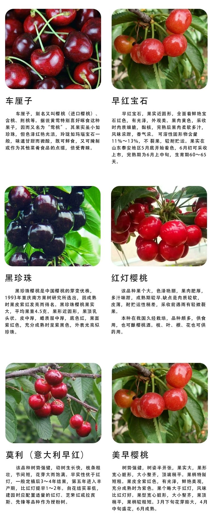 甜樱桃苗  车厘子大樱桃嫁接四季水果树苗当年结果盆地栽南北方种植阳台特大