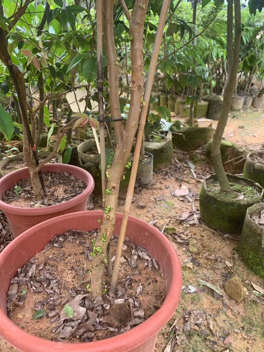 嘉宝果树苗树葡萄苗正宗早生四季嘉宝果苗 可带果发货