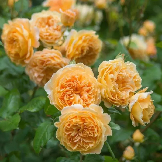 藤本月季，花型好看，开花量大