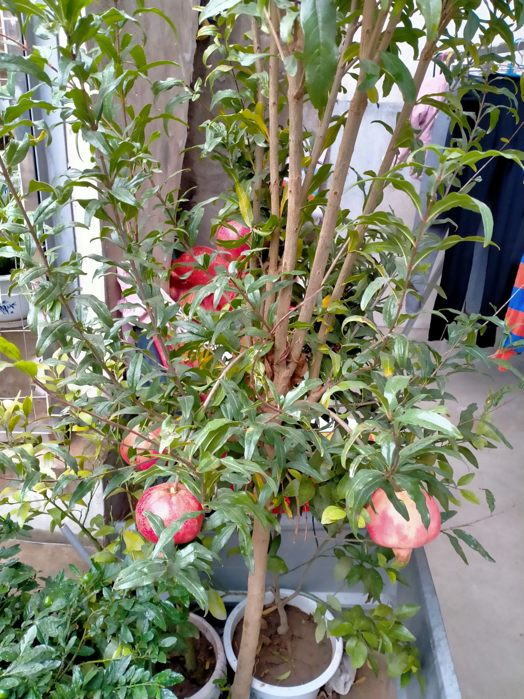 [突尼斯软籽石榴树苗批发]突尼斯软籽石榴树苗 突尼斯软籽无籽石榴树