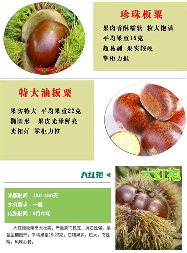 有机板栗  嫁接板栗树苗大红袍栗子各种水果苗南方北方地栽种植当年结果