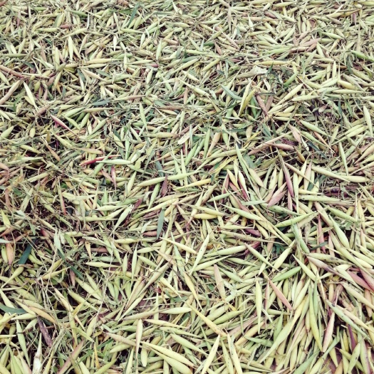 徐长卿种子
