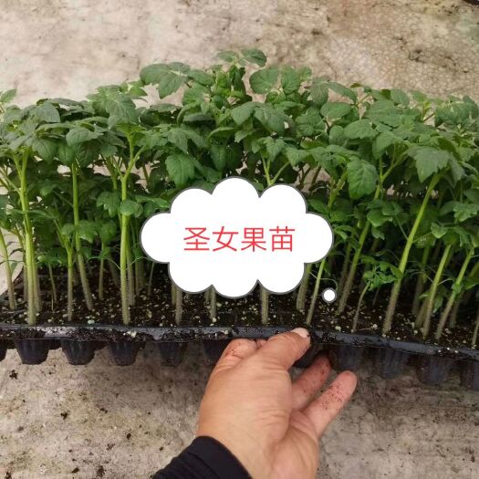 兴安县粉红圣女果苗