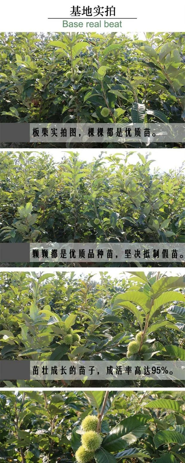 有机板栗  嫁接板栗树苗大红袍栗子各种水果苗南方北方地栽种植当年结果