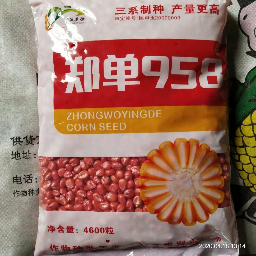 玉米种子  先玉335，抗倒伏，抗旱，抗病性好、丰产稳产，