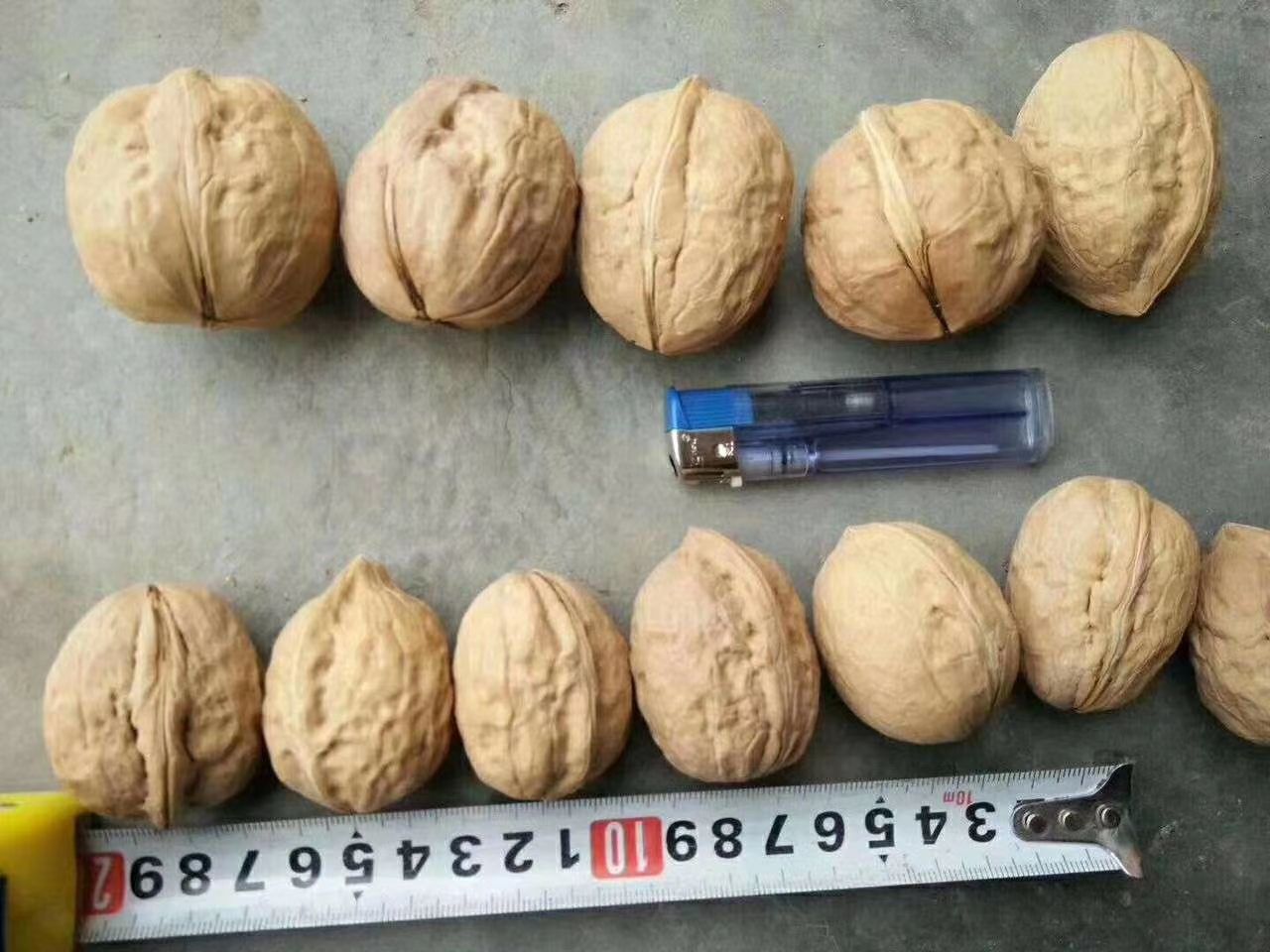 新疆核桃新货一手货源价格美丽