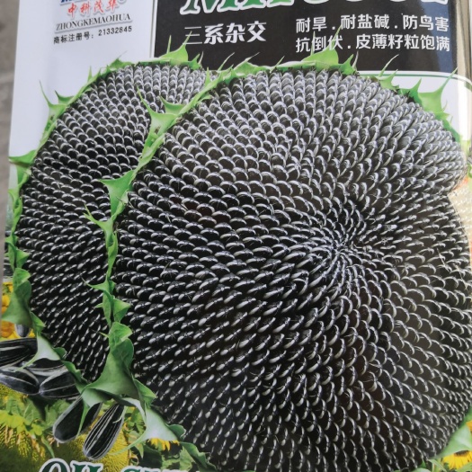 夏邑县MH8361食用向日葵种子，皮薄籽满，籽粒口感香甜