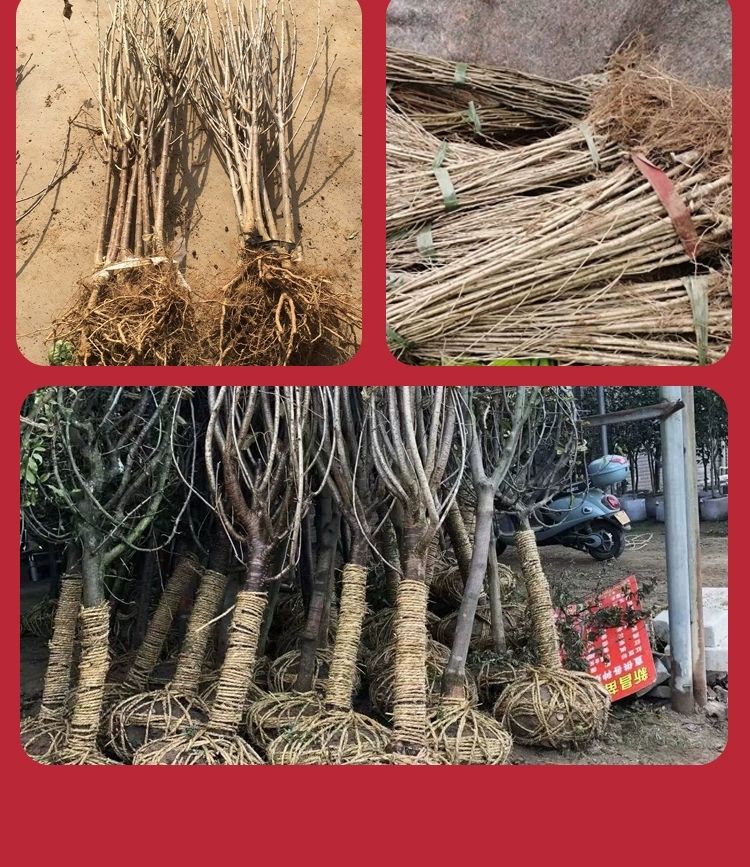 甜樱桃苗  车厘子大樱桃嫁接四季水果树苗当年结果盆地栽南北方种植阳台特大